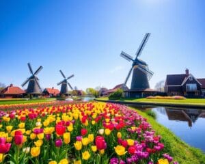 Niederlande: Die schönsten Windmühlen und Blumenfelder