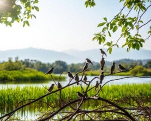 Die besten Orte für Vogelbeobachtung in deiner Nähe