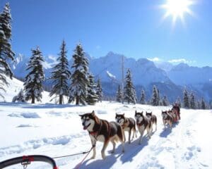 Grindelwald: Husky-Schlittentouren erleben
