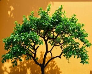 Welche Spalierformen gibt es beim Apfelbaum?