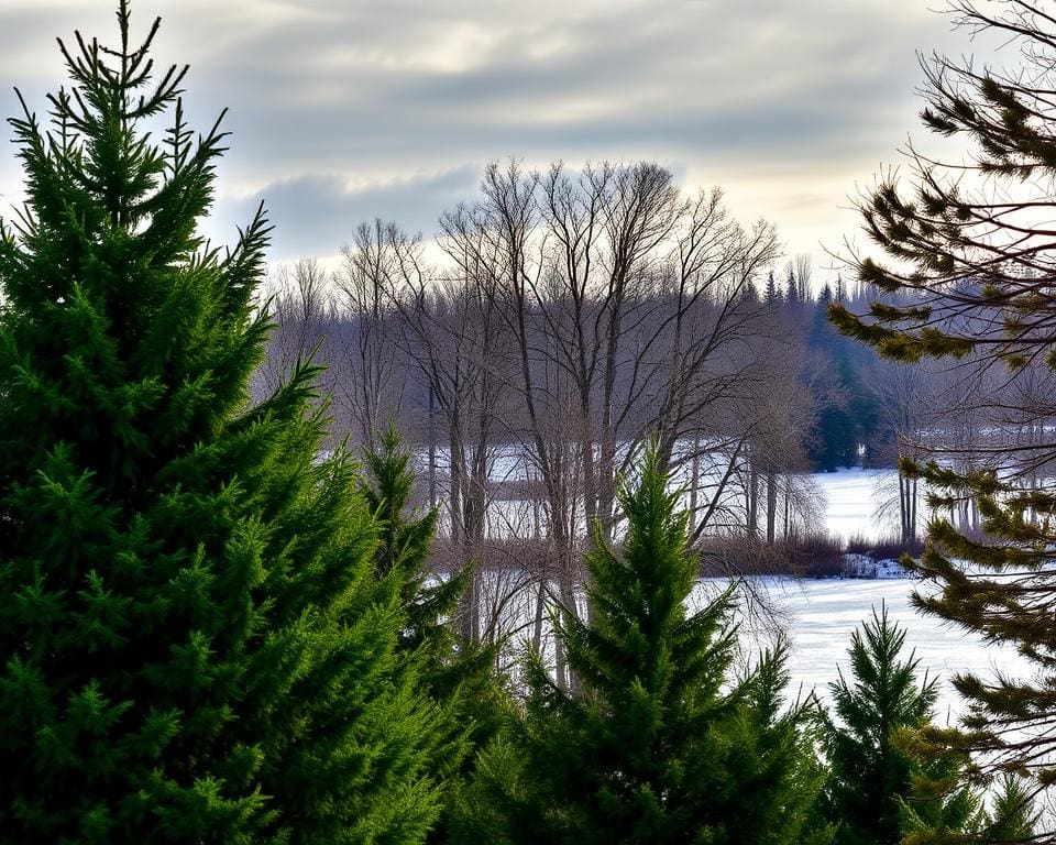 Was ist der Unterschied zwischen wintergrün und immergrün?